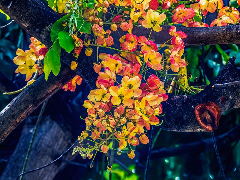 Rainbow shower tree-Oahu-North Shore-Hawaii
